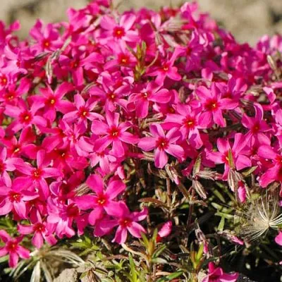 Флокс Atropurpurea фото