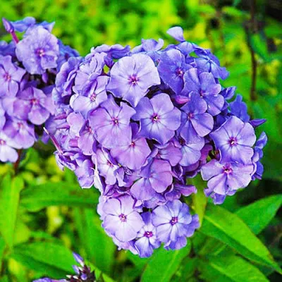 Флокс Blue Paradise фото