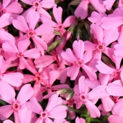 Флокс Early Spring Light Pink фото