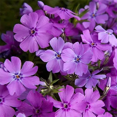 Флокс Early Spring Purple фото