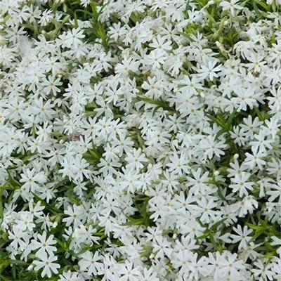 Флокс Early Spring White фото