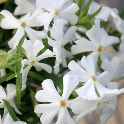 Флокс Early Spring White фото