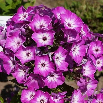 Флокс Flame Purple Eye фото