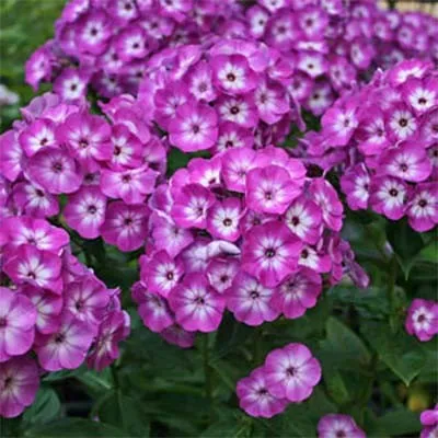 Флокс Flame Purple Eye фото