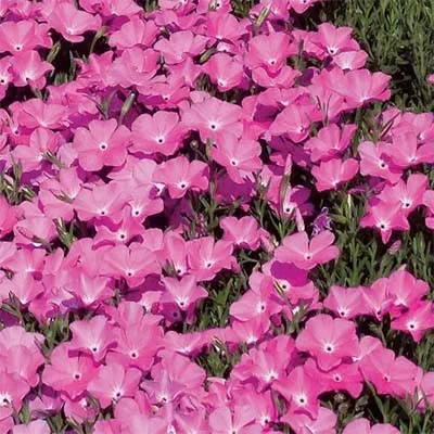Флокс карликовый Perfect Pink фото
