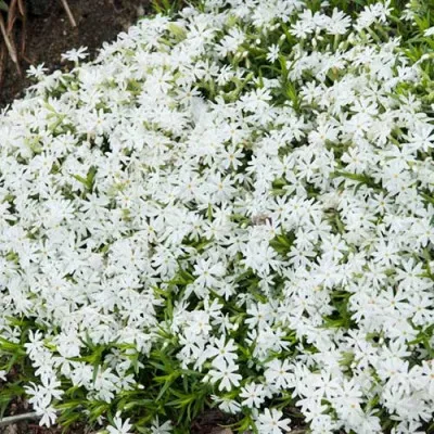 Флокс Snowflake фото