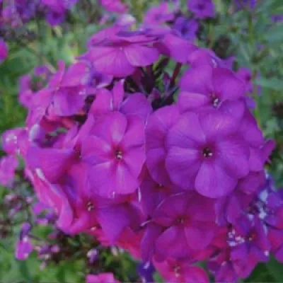 Флокс The King Violet Blue фото