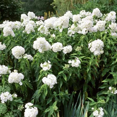 Флокс Paniculata White Admiral фото