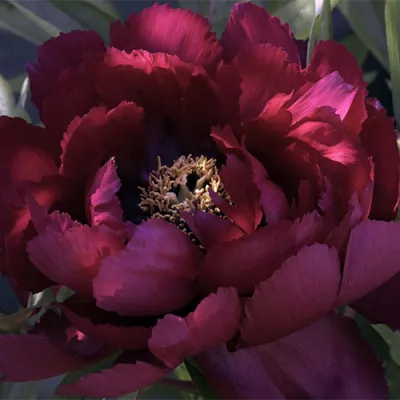 Півонія Black Star фото