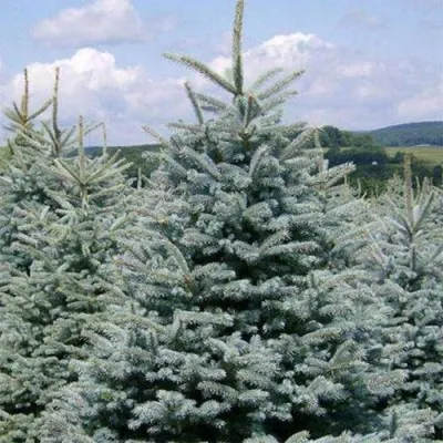 Ялина колюча Glauca Majestic Blue фото