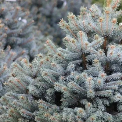 Ялина колюча Super Blue Seedling фото
