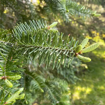 Ялиця Бальзамічна фото