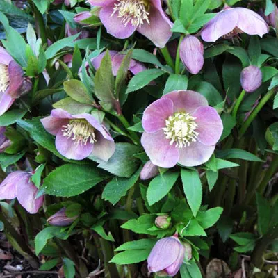 Морозник Pink Lady фото