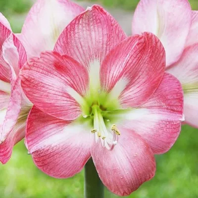 Амариліc Pink Collor фото