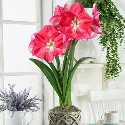 Амариліc Pink Collor фото