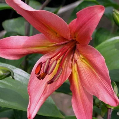Лілія Pink Flavour фото