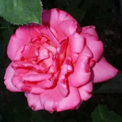 Троянда Pink Peace фото