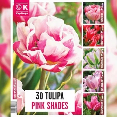Тюльпани Pink Shades (Брендові цибулини KAPITEYN®) фото