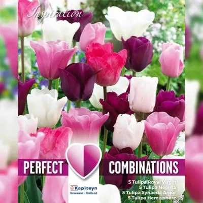 Комбо Тюльпани Pink, White and Purple Blend (Брендові цибулини KAPITEYN®) фото