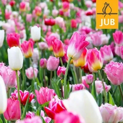Мікс ландшафтний Pinks and Touch of White (Брендові цибулини Jub Holland) фото