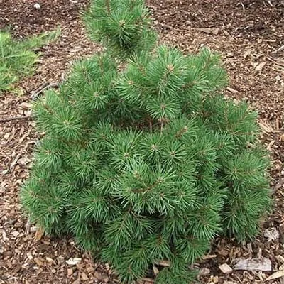 Сосна Sandringham фото