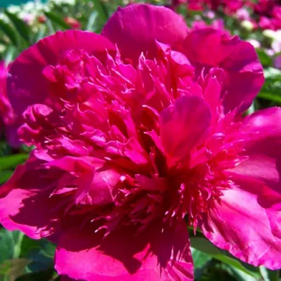 Півонія Albert Niva фото