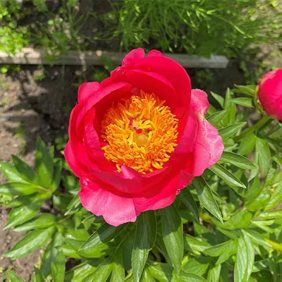 Півонія Coral Magic фото