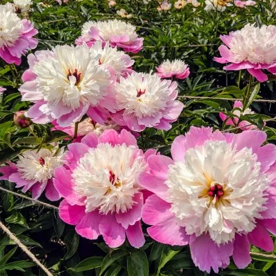 Півонія Embraceable Pink фото