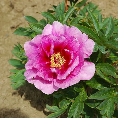 Півонія ITOH Sonoma Amethyst фото