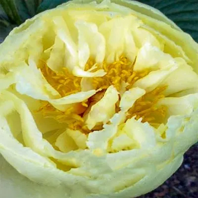 Півонія Lemon Hayes фото