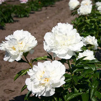 Півонія Marshmallow Puff фото
