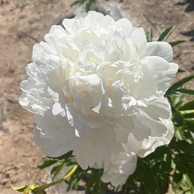 Півонія Victorian Blush фото