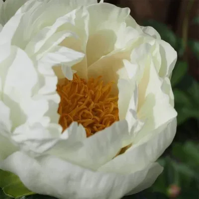 Півонія Wout's White фото