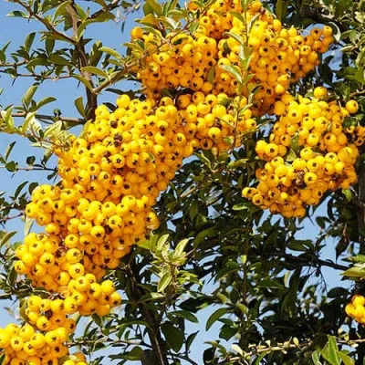 Піраканта Golden Charmer фото