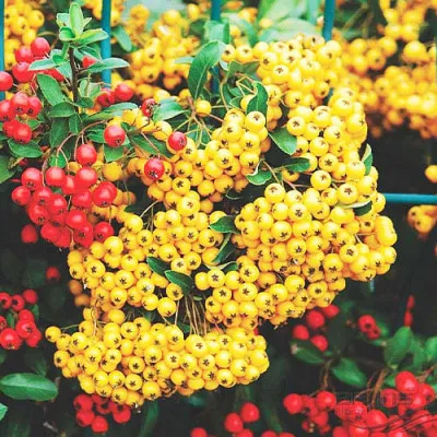 Піраканта Soleil d'Or фото