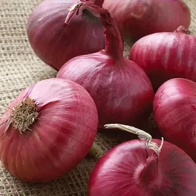 Цибуля Piroska Red фото