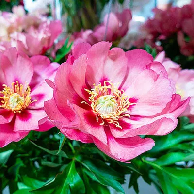 Півонія ITOH Old Rose Dandy 1-2 бруньки фото