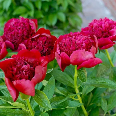 Півонія Red Charm 3-5 бруньок фото