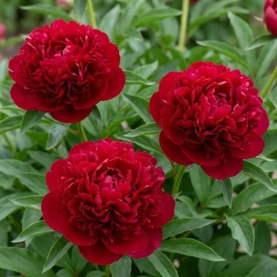 Півонія Red Magic фото