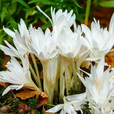 Пізньоцвіт Autumnale Alboplenum фото
