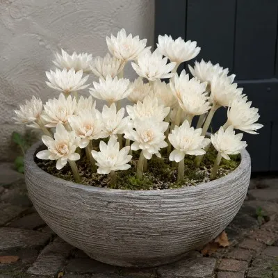 Пізньоцвіт Autumnale Alboplenum фото