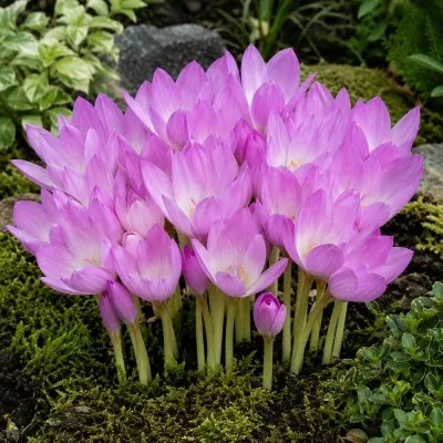 Пізньоцвіт Lilac Bedder фото