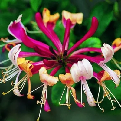 Жимолость Serotina фото