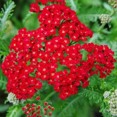 Деревій Red Velvet (розсада) фото