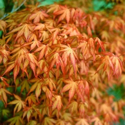 Клен японський Katsura фото