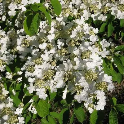 Калина Plicatum Tomentosum фото