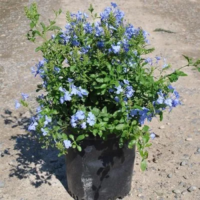 Плюмбаго Imperial Blue фото