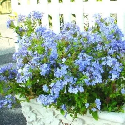 Плюмбаго Imperial Blue фото