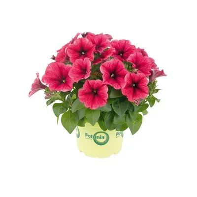 Петунія Potunia Plus Strawberry Ice фото