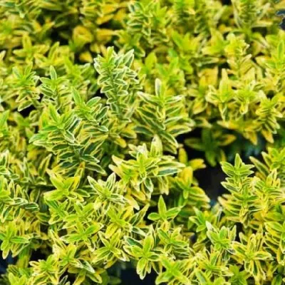 Бруслина Microphyllus Aureovariegatus фото